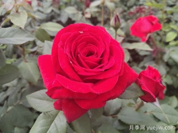 原产中国的玫瑰花(月季花)，是如何成为美国国花的？