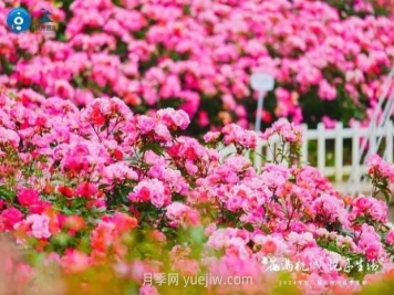 2024年第二届杭州市月季花展举办，赏500万株月季