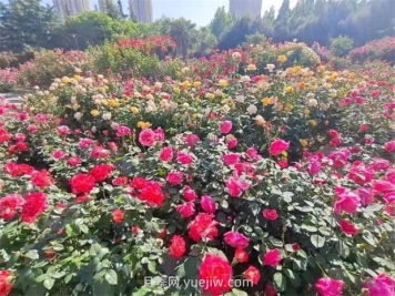 郑州月季公园40万株月季竞相绽放，感受花漾生活