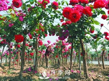 新品“月季树”为北京市花添色彩，居然引种自南阳内乡